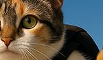 petadoption-featured-image